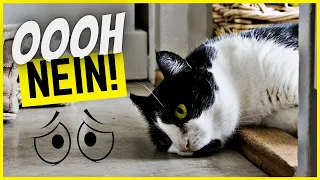 7 schlimme Dinge über Katzen, die mich nachts wach halten!