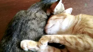 Cat cuddle