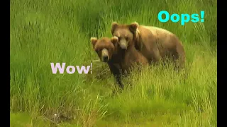 Bear Cub is mating for first time.. It Is So Romantic! | Wild Alaska. Brown Bears At Brooks River