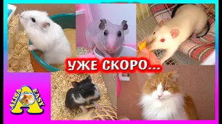 Кто первым просыпается утром? / Хомяки, крысы, кот / Алиса Изи Петс / Alisa Easy Pets