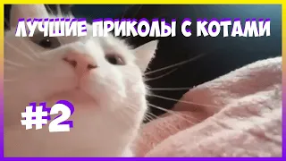 Лютые мемы с котами. ЕНОТ ИМПОСТЕР. смешные мемы