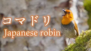 The twittering of a Japanese Robin