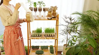 Tips for growing edible plants indoors in easy way / self-watering system for plants 🌿