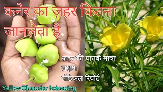 yellow oleander | cerebera thevetia poisoning | कनेर का पौधा |  oleander poisoning treatment