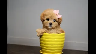 Teacup poodle (F) 'Alice' :) so cute !!! Teacuppuppies Littlecups