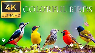 Birds 4K VIDEO UHD - Birds Sound - Relaxing Music | Relaxing Safari