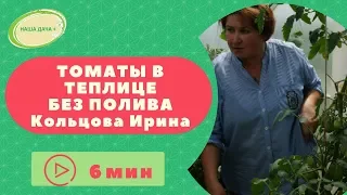 Томаты в теплице без полива  Кольцова Ирина.