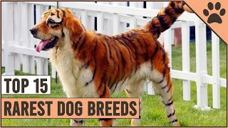 Top 15 Rarest Dog Breeds (UPDATED!)| Dog World