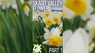 Flowers in Bloom with Tranquil Nature Sounds - 4K Vertical Video - Skagit Valley Part 1