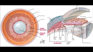 uveal tract