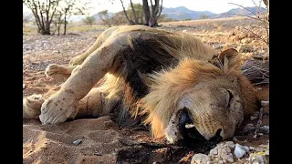 ¡Impresionante Pelea a Muerte de Leones en la Sabana!