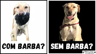 Qual a PREFERÊNCIA dos cachorros? - Dica de Saúde Pet