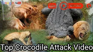 Crazy! Mad Crocodile Fierce Attack Lion and Tiger For Awake It From Nice Dream #crocodile