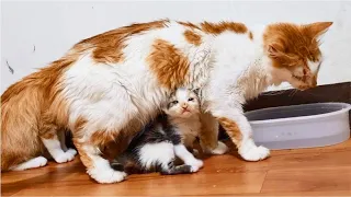 Hungry Kitten sad when mom Cat rejects giving milk to Kitten