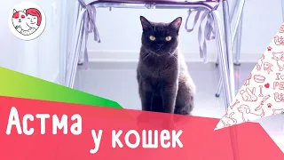 5 популярных вопросов про астму у кошек