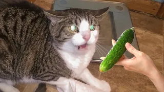 Cats VS. Cucumbers Compilation - Cats Scared of Cucumbers || PETASTIC 🐾