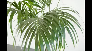 Indoor Palms That Need No Sunlight