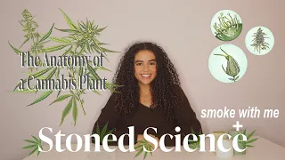 The anatomy of a cannabis plant | STONED SCIENCE