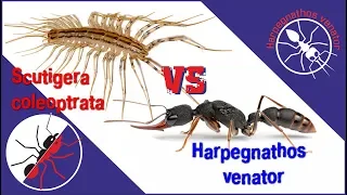 Ant Harpegnathos venator vs Scutigera coleoptrata. Opposition.