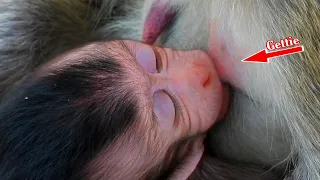 Best Clip of Smallest Baby Gettie Macaque Wildlife 2021, Nice Action Gettie Get Milk From Momma