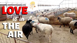 LOVE IS IN THE AIR.  (how sheep get pregnant) Vlog 224