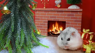 🎄🎁 Hamster Christmas Maze Winter Adventure with Obstacles 🐹
