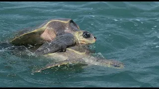 Nager avec les tortues au mexique