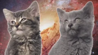 Песня мяу, мяу 1 часовая версия   Space Cats 1 hour version