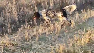 Setter Inglés. Nitro, el padre de los cachorros de los Zares del RUCA, cazando codornices.