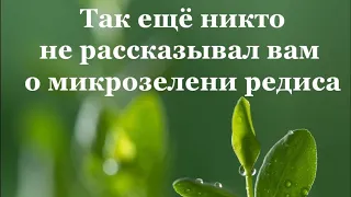 Лечебная сила живых ростков редиса. От истории до как вырастить микрозелень. Польза и вред.Любопытно