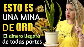 ESTO es una MINA DE ORO!!! colócalo en tu planta lengua de suegra! El dinero llegará de todas partes