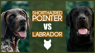 GERMAN SHORTHAIRED POINTER VS LABRADOR