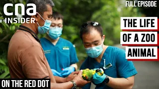 How The Singapore Zoo Keeps Its Wildlife Thriving | On The Red Dot | Inside A Zoo | Part 3/4