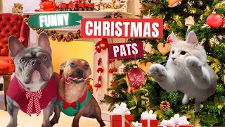 FUNNY PETS CHRISTMAS COMPILATION 🎅  CATS vs CHRISTMAS TREE - HAPPY CHRISTMAS 🐶🐱 Funny Star Animals