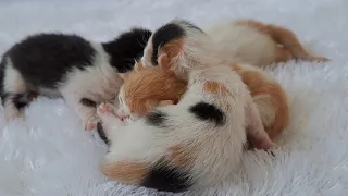 Mother cat who loves her kittens so much always keeps an eye on them even when i pet her | day 8