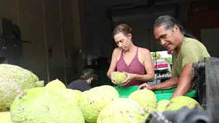 How to Harvest Breadfruit ('Ulu): A Grower's Guide