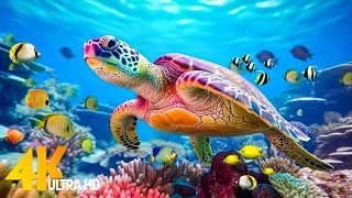 [NEW] 11H Stunning 4K Underwater Wonders - Relaxing Music | Coral Reefs, Fish & Colorful Sea Life