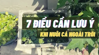 7 điều cần lưu ý khi set up hồ cá ngoài trời | Guppy Diary #149