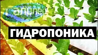 Галилео. Гидропоника 🍅 Hydroponics