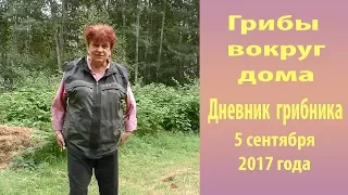 Грибы вокруг дома. Дневник 5 - 10 сентября 2017 года.