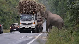 Greedy wild elephant stops passing trucks to steal sugarcane