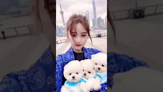 tik tok chó phốc sóc mini 😍 funny and cute pomeranian video/pomeranian dog #DOGS #pomeranian #420