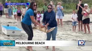 Scooby the sea turtle returned to the ocean after rehabilitation