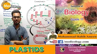 Plastids || Formation, functions, and Types || Structure of Chloroplast || Federal Board Biology