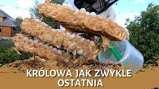 Królowa jak zwykle ostatnia - usuwanie gniazda - likwidacja gniazda - gniazdo szerszeni - szerszenie