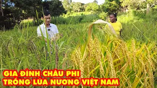 Kết quả trồng lúa nương Việt Nam tại Châu Phi của Fazenda 2Q Antonio ||Tony Phong cuộc sống Châu Phi