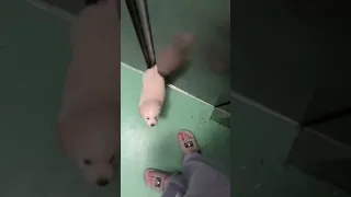 Cut puppy got his tail stuck in elevator ❤️ #cute #puppy #pet