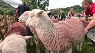 Herdwick sheep show rounding up for judging Patterdale August 2023