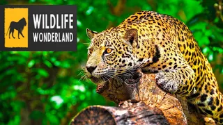 Epic unseen Ultimate Wildlife Collection | in 16K UHD| Animals compilation 2021