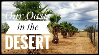 Our Oasis in the Desert | Mexican Fan Palm Tree Update